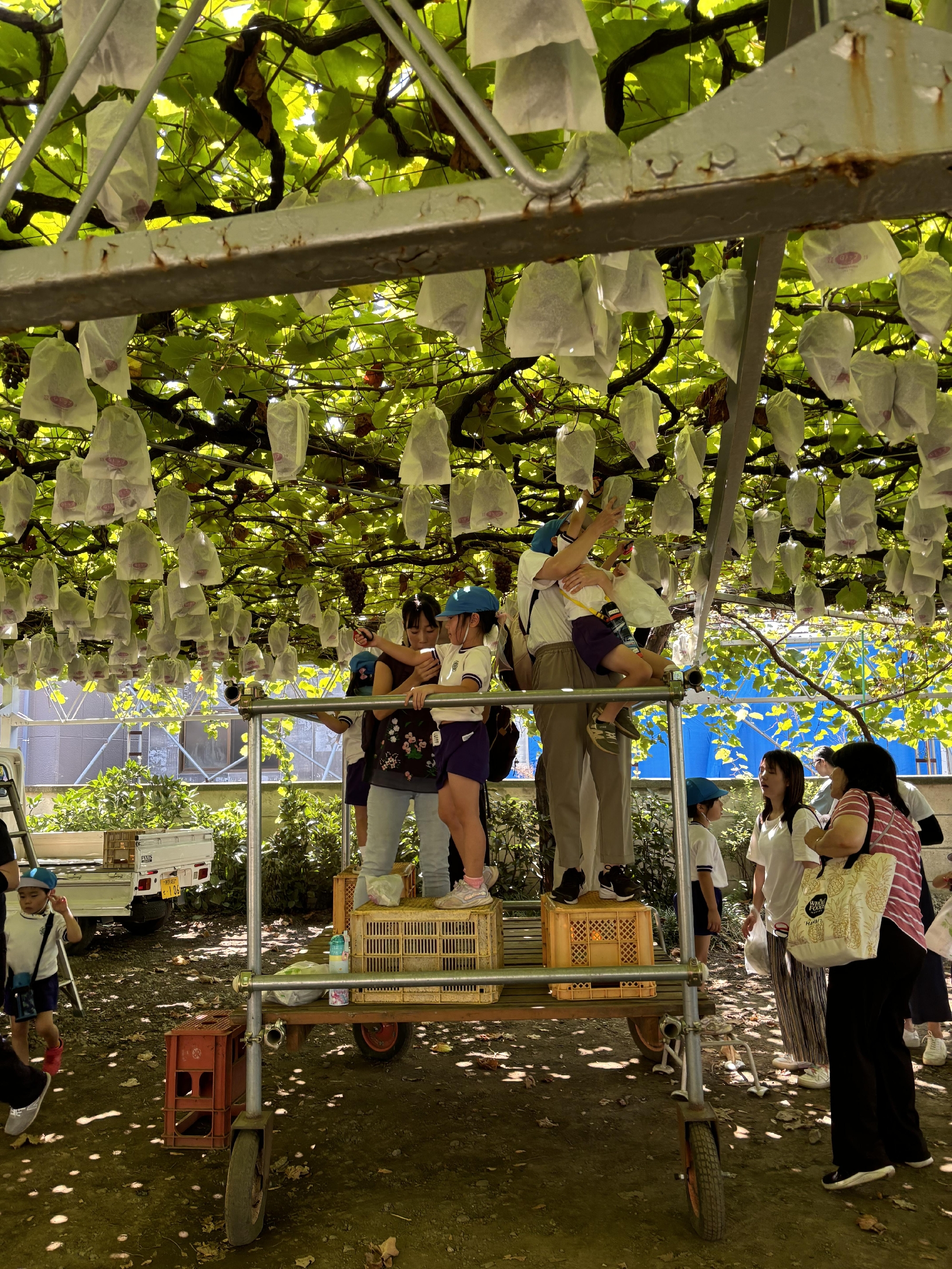 ブドウの収穫祭