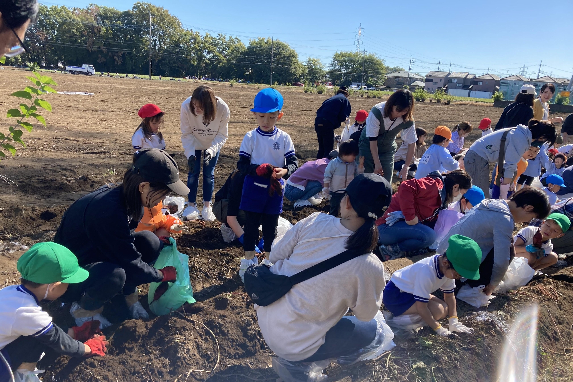 ブドウの収穫祭